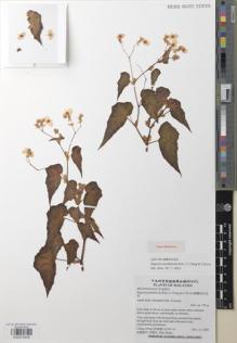 Type specimen at Edinburgh (E). Cultivated Plant (Non RBGE) (CULT): . Barcode: E00979208.