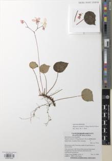 Type specimen at Edinburgh (E). Cultivated Plant (Non RBGE) (CULT): . Barcode: E00979209.