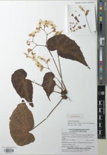 Type specimen at Edinburgh (E). Cultivated Plant (Non RBGE) (CULT): . Barcode: E00979211.