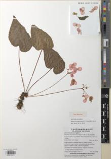 Type specimen at Edinburgh (E). Cultivated Plant (Non RBGE) (CULT): . Barcode: E00979212.