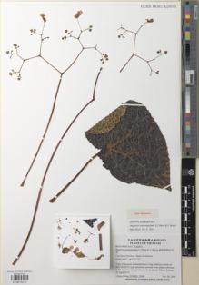 Type specimen at Edinburgh (E). Cultivated Plant (Non RBGE) (CULT): . Barcode: E00979213.