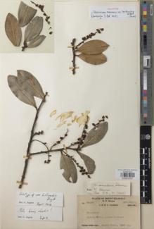 Type specimen at Edinburgh (E). Clemens, Joseph; Clemens, Mary: 32458. Barcode: E00979327.