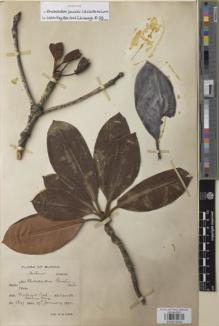 Type specimen at Edinburgh (E). Lace, John: 5637. Barcode: E00979330.
