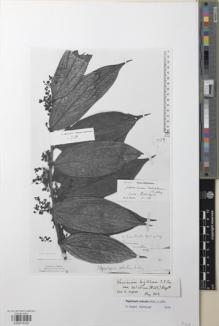 Type specimen at Edinburgh (E). Beccari, Odoardo: 3780. Barcode: E00979332.
