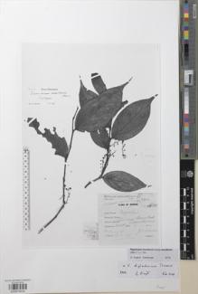 Type specimen at Edinburgh (E). Moulton, John: SF6676. Barcode: E00979334.