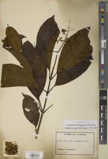 Type specimen at Edinburgh (E). Zenker, Georg: 1296. Barcode: E00979337.