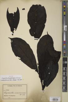 Type specimen at Edinburgh (E). Zenker, Georg: 1746. Barcode: E00979338.