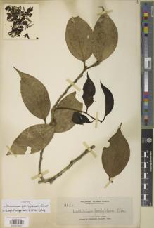 Type specimen at Edinburgh (E). Elmer, Adolph: 11686. Barcode: E00979341.