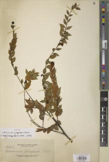 Type specimen at Edinburgh (E). Elmer, Adolph: 12555. Barcode: E00979342.