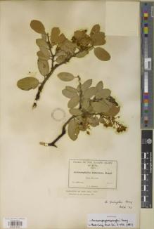 Type specimen at Edinburgh (E). Pringle, Cyrus: SN. Barcode: E00979351.