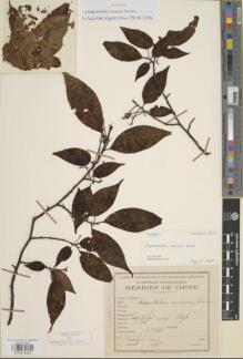 Type specimen at Edinburgh (E). Cavalerie, Pierre: 3313. Barcode: E00979433.