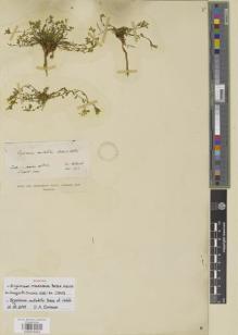 Type specimen at Edinburgh (E). Von Heldreich, Theodor: . Barcode: E00979434.