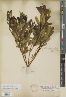 Type specimen at Edinburgh (E). Zeyher, Carl: 330. Barcode: E00979436.