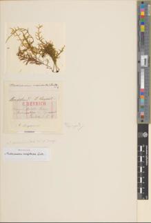 Type specimen at Edinburgh (E). Beyrich, Heinrich: . Barcode: E00980641.