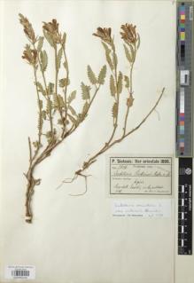 Type specimen at Edinburgh (E). Sintenis, Paul: 2641. Barcode: E00982344.