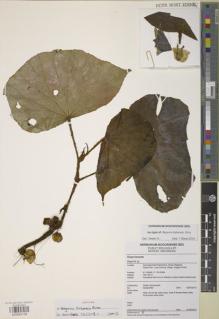 Type specimen at Edinburgh (E). Girmansyah, Deden: 2092. Barcode: E00983194.