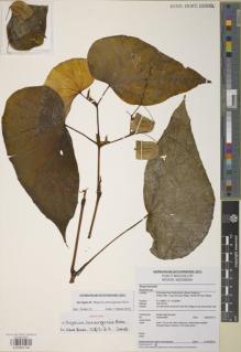 Type specimen at Edinburgh (E). Girmansyah, Deden: 2094. Barcode: E00983199.