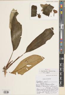 Type specimen at Edinburgh (E). Burtt, Brian: 8348. Barcode: E00983553.