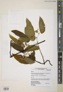 Type specimen at Edinburgh (E). East Kalimantan Bogor Edinburgh (2016): 44. Barcode: E00983719.