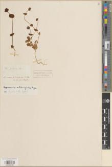 Type specimen at Edinburgh (E). Boissier, Pierre: s.n.. Barcode: E00986180.