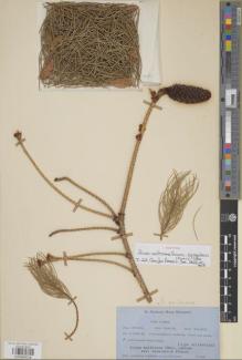Type specimen at Edinburgh (E). Polunin, Oleg; Sykes, William; Williams, Leonard: 3920. Barcode: E00988038.