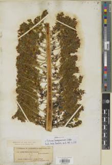Type specimen at Edinburgh (E). de la Perraudière, Henri René Le Tourneux: 1436. Barcode: E00988237.