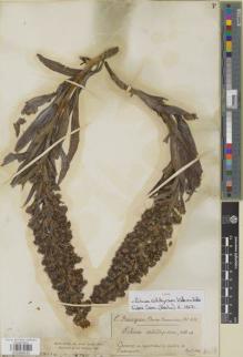 Type specimen at Edinburgh (E). Bourgeau, Eugène: 432. Barcode: E00988243.