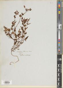 Type specimen at Edinburgh (E). Wallich, Nathaniel: 1328A. Barcode: E00992792.