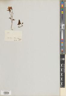 Type specimen at Edinburgh (E). Wallich, Nathaniel: 1328A. Barcode: E00992793.