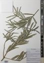 De Tung Poa Ian — ảnh 3