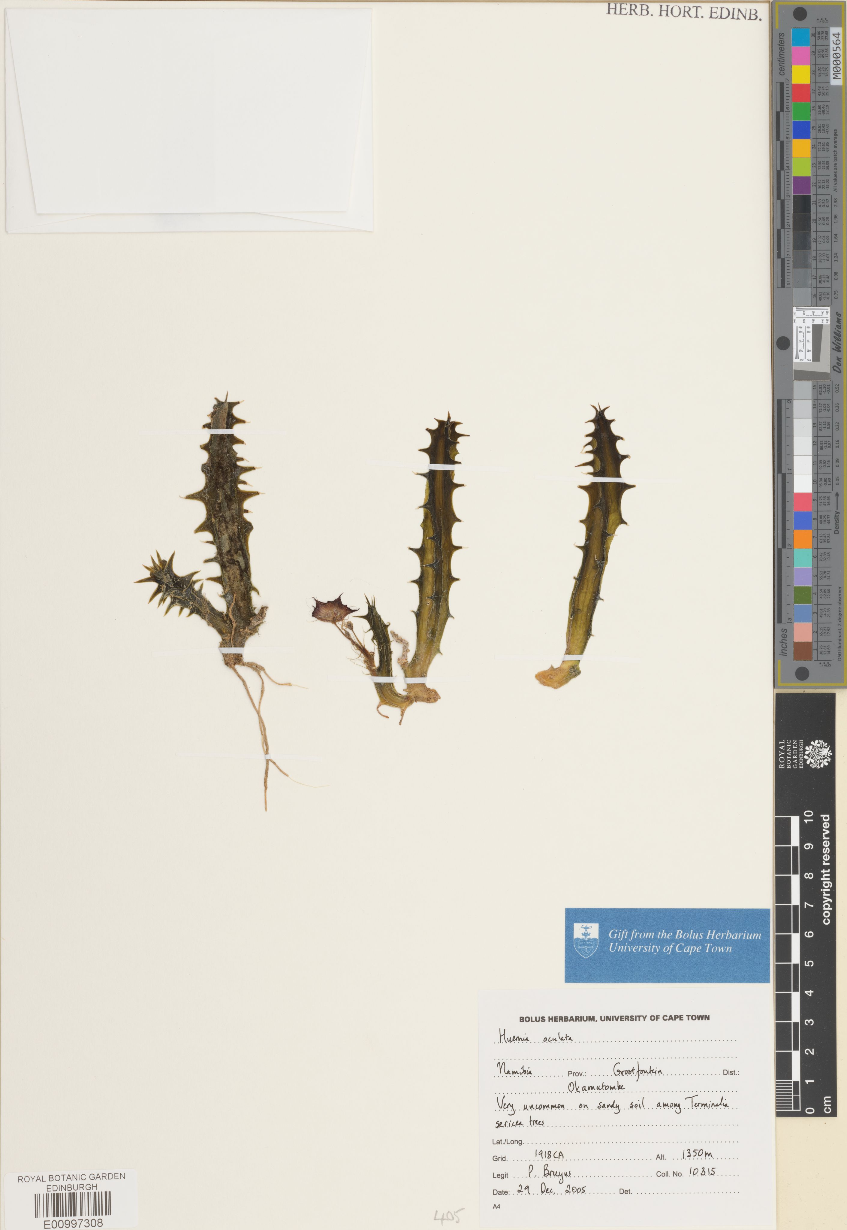 Ceropegia oculatoides