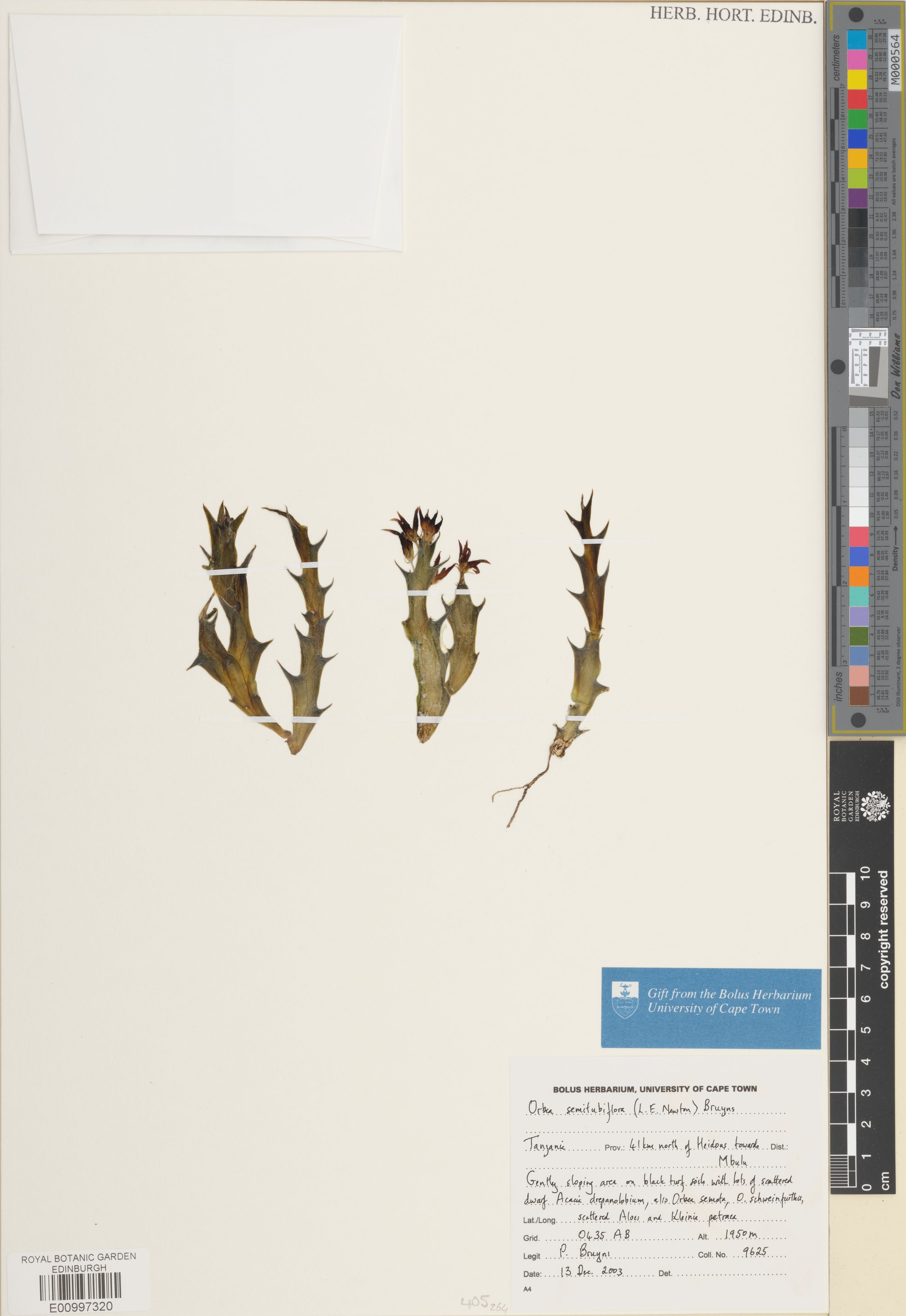 Ceropegia semitubiflora