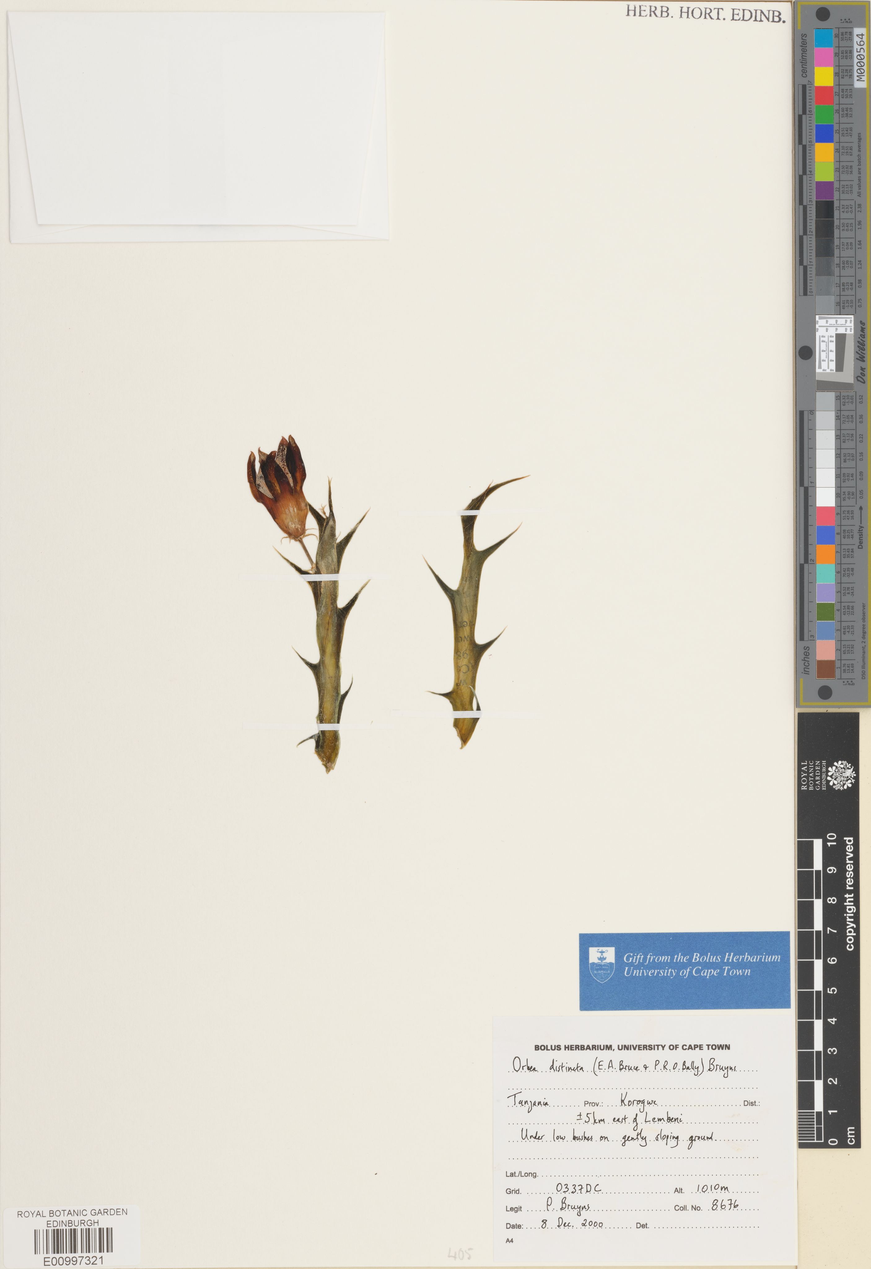 Ceropegia distinctantha