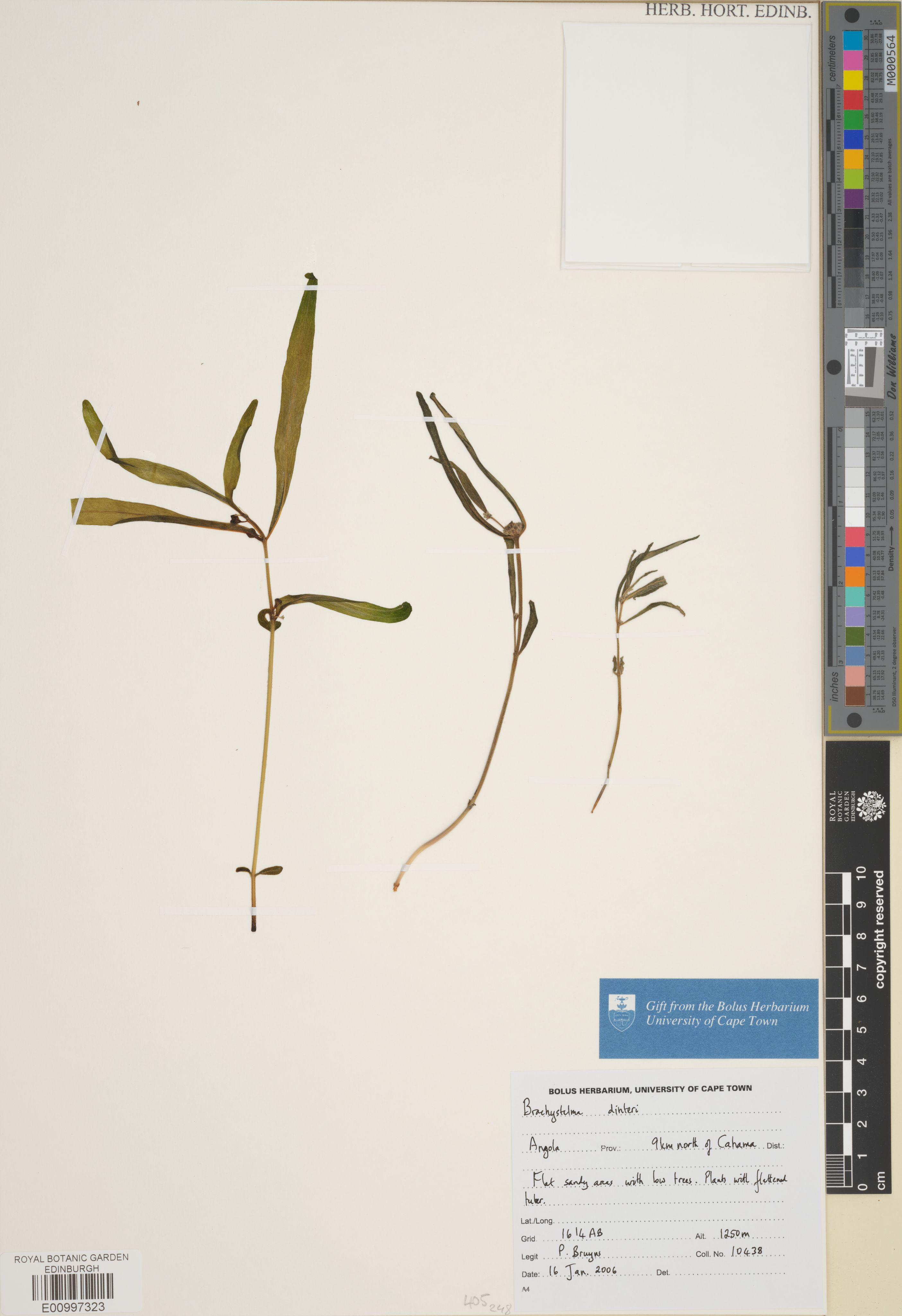 Ceropegia brevipedicellata