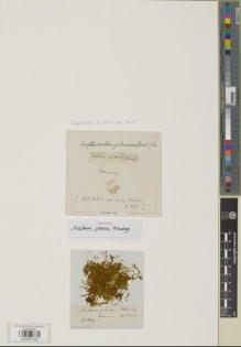 Type specimen at Edinburgh (E). Wallich, Nathaniel: . Barcode: E00997765.