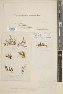 Type specimen at Edinburgh (E). Menzies, Archibald: . Barcode: E00997966.