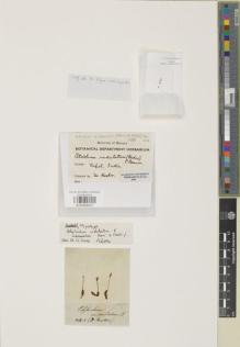 Type specimen at Edinburgh (E). Wallich, Nathaniel: . Barcode: E00998037.