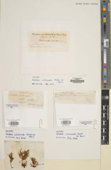Type specimen at Edinburgh (E). Wallich, Nathaniel: . Barcode: E00998042.