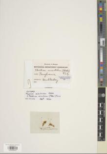 Type specimen at Edinburgh (E). Muhlenberg: . Barcode: E00998350.