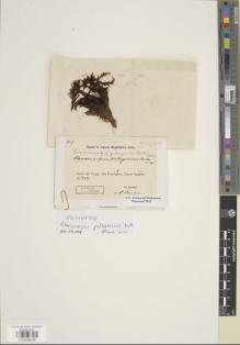 Type specimen at Edinburgh (E). Dusén, Per: SN. Barcode: E00998668.
