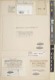 Type specimen at Edinburgh (E). Drummond, Thomas: 61. Barcode: E01004135.
