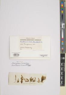 Type specimen at Edinburgh (E). Muhlenberg: . Barcode: E01004136.