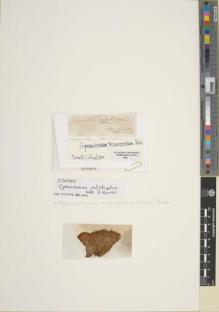 Type specimen at Edinburgh (E). Hornschuch, Christian: . Barcode: E01004514.
