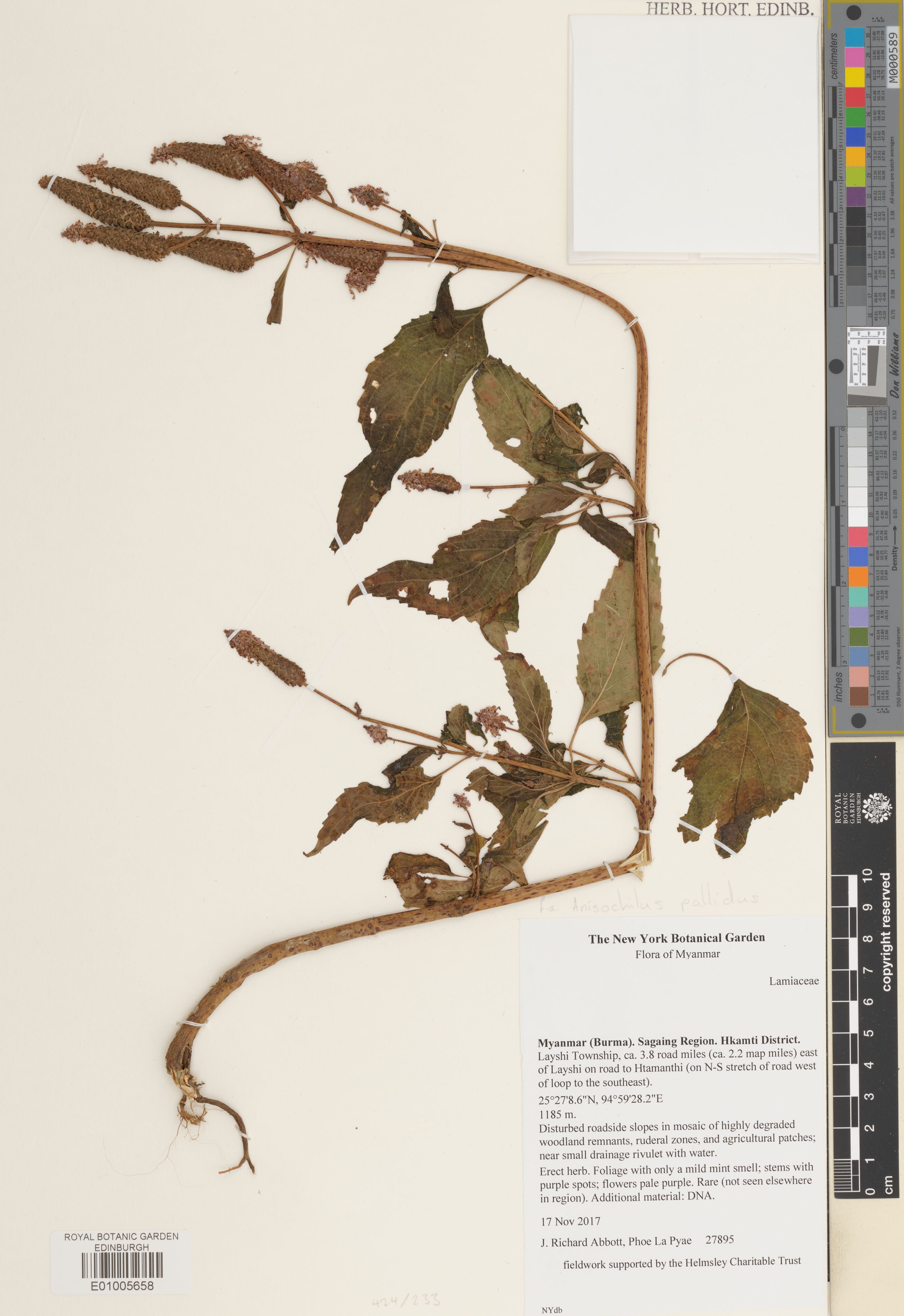 Coleus pallidus (Coleus pallidus)