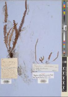 Type specimen at Edinburgh (E). Spruce, Richard: 5272. Barcode: E01008998.