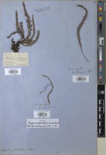 Type specimen at Edinburgh (E). Spruce, Richard: 5272. Barcode: E01010005.