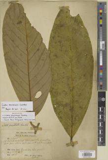 Type specimen at Edinburgh (E). Dr G. King's Collector: 5938. Barcode: E01012983.