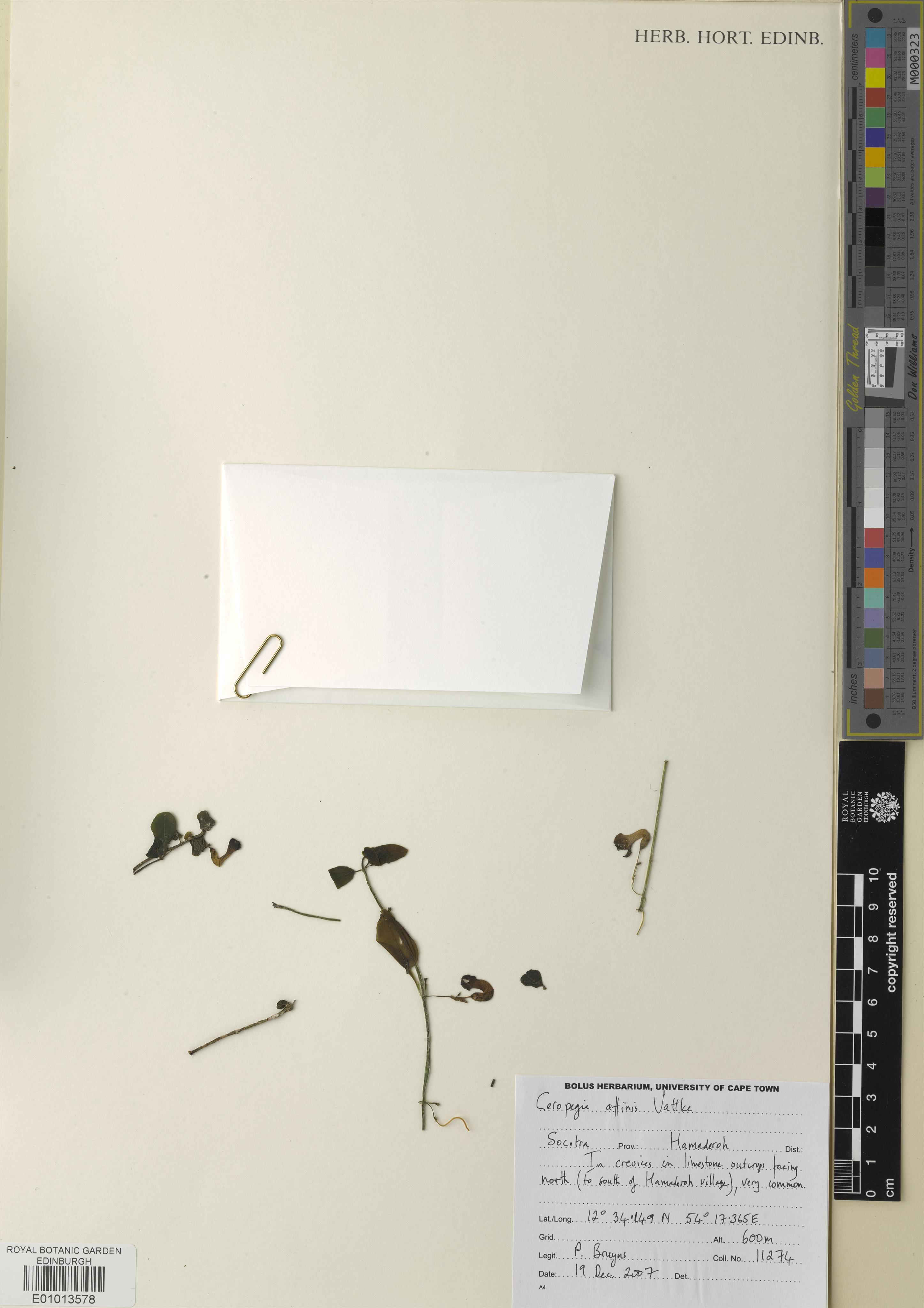 Ceropegia affinis