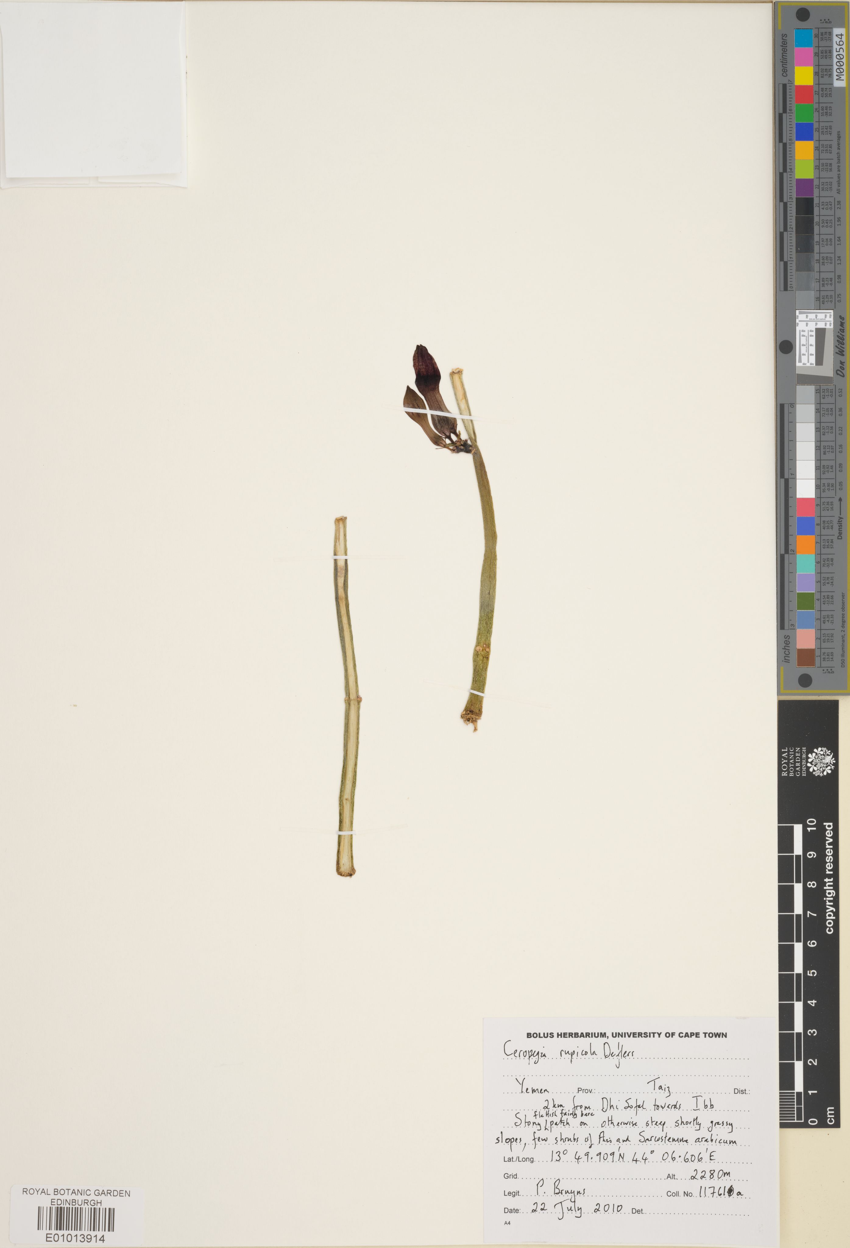 Ceropegia rupicola