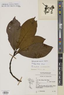 Type specimen at Edinburgh (E). Phusomsaeng, S.: 213. Barcode: E01014053.